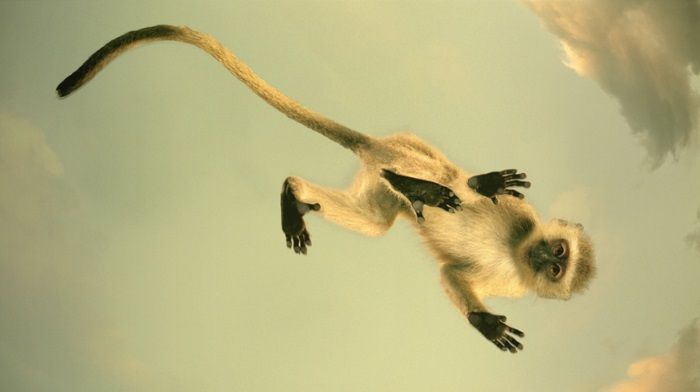 Volkswagen was accused of experiments on monkeys