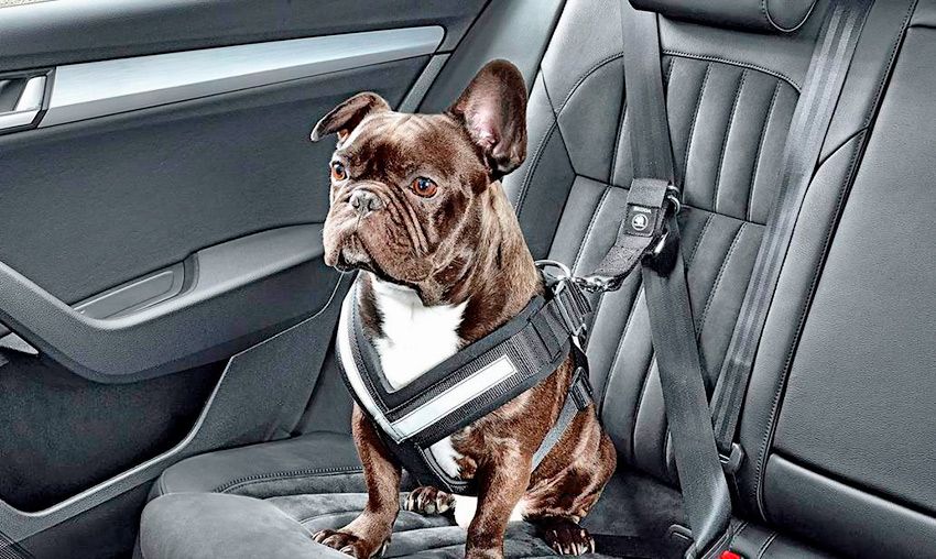 skoda_remen_sobaki.jpg