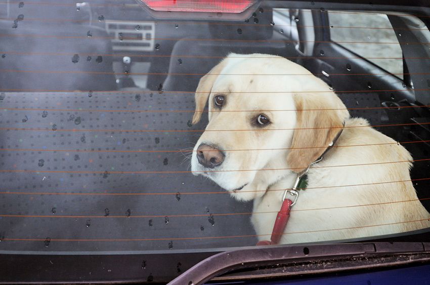 13ec4f6-dog-car-summer.jpg